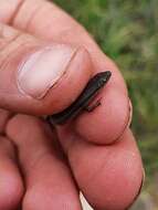 Image of Common Dwarf Skink