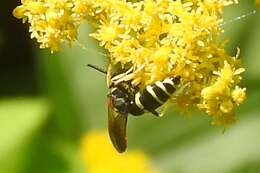 Image of Philanthus lepidus Cresson 1865