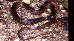 Image of Thamnophis validus (Kennicott 1860)