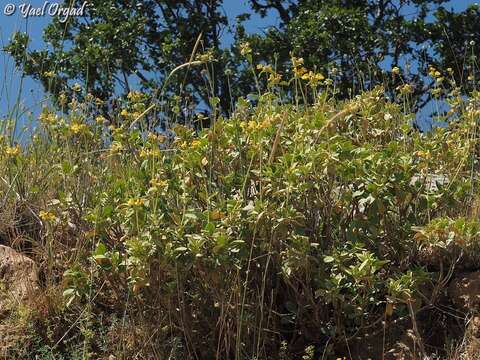 Image of Phlomis chrysophylla Boiss.