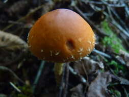 Image of Leratiomyces squamosus var. thraustus (Kalchbr.) Bridge & Spooner