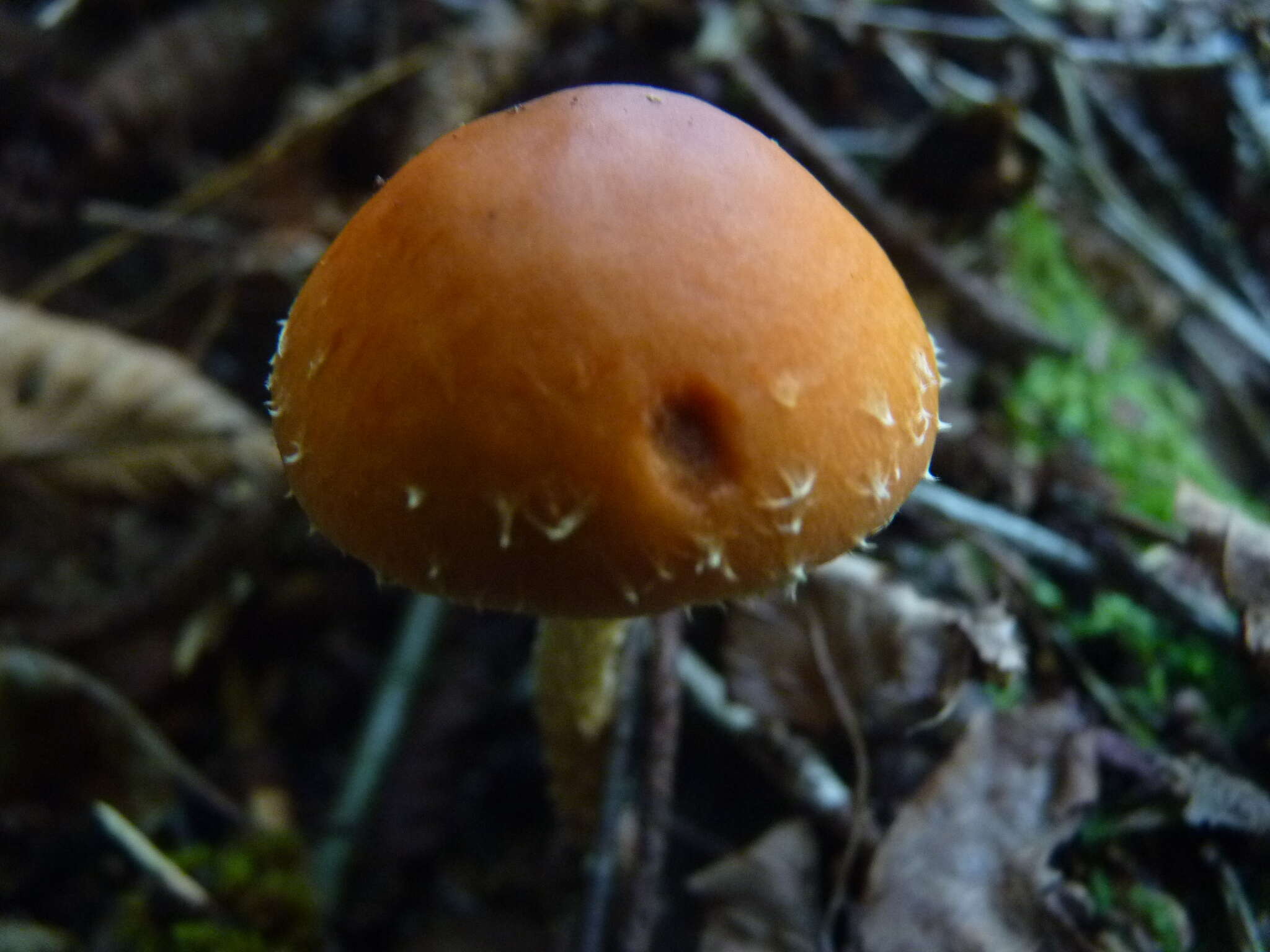 Image of Leratiomyces squamosus var. thraustus (Kalchbr.) Bridge & Spooner