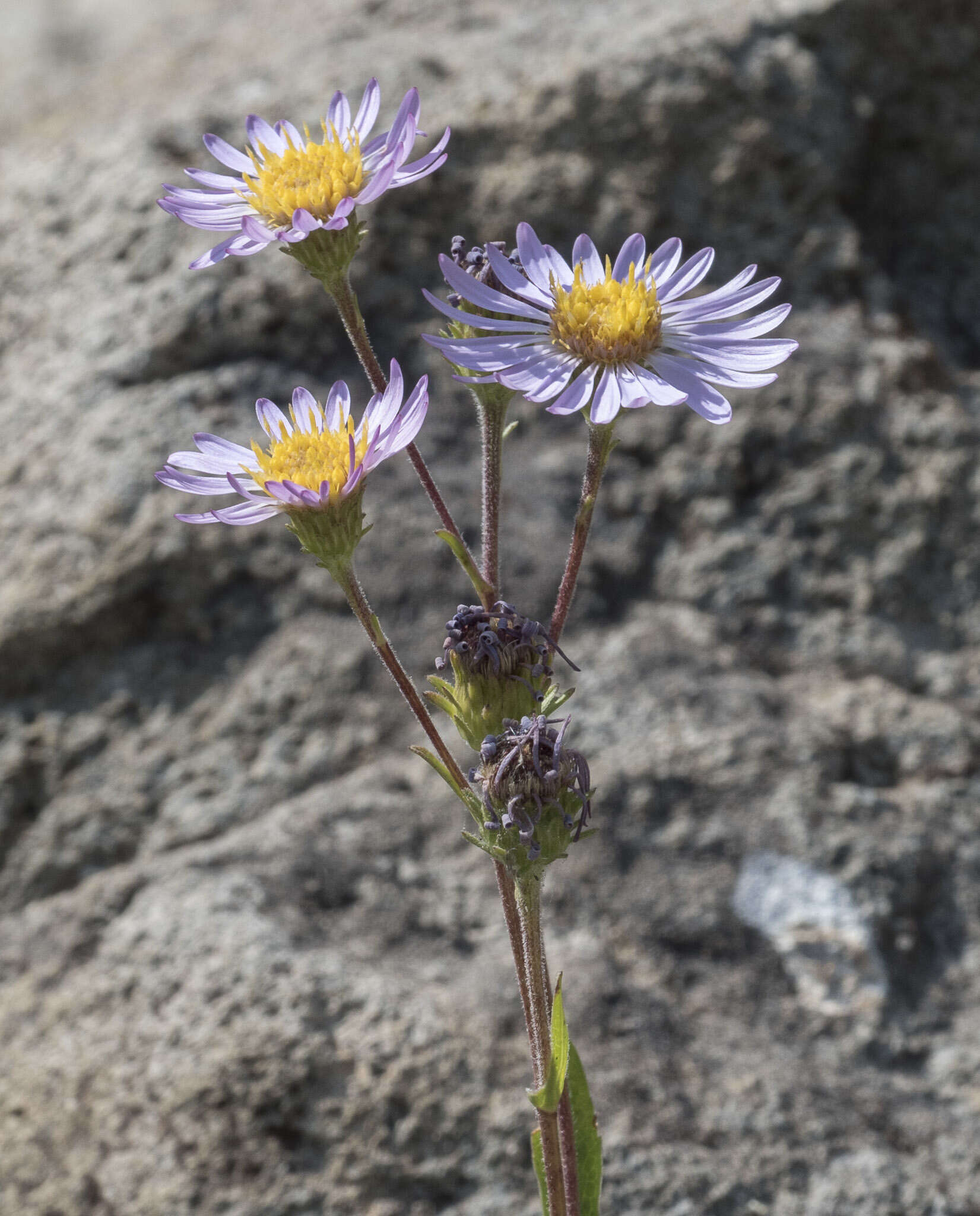 Image of Mountain American-Aster