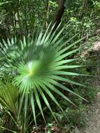 Image de Coccothrinax alta (O. F. Cook) Becc.