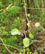 Image of Coprosma spathulata subsp. spathulata