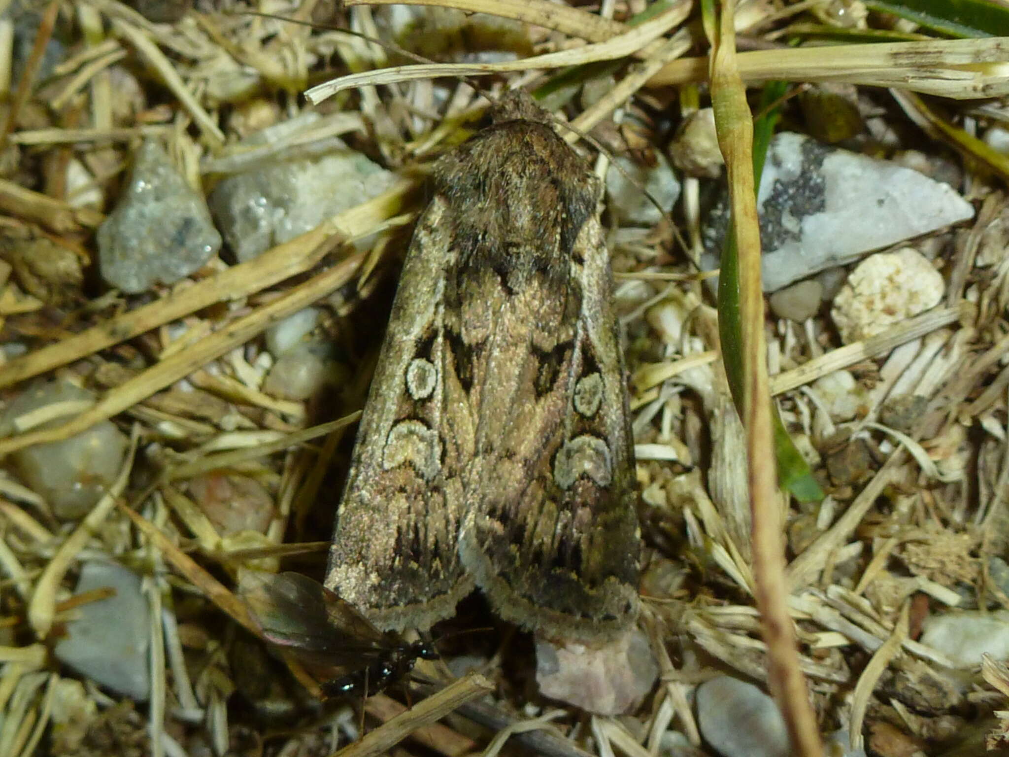 Image of Streaked Dart