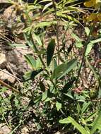 Image of Crotalaria lanceolata subsp. lanceolata