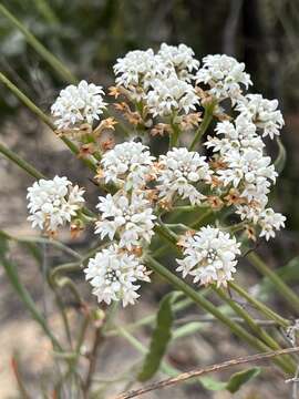 Image of Conospermum longifolium subsp. longifolium