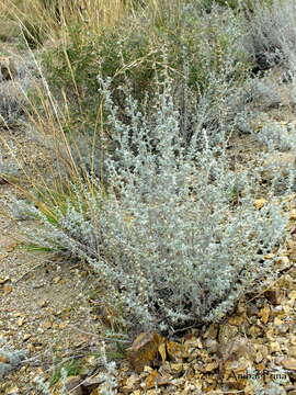 Image of Artemisia mendozana DC.