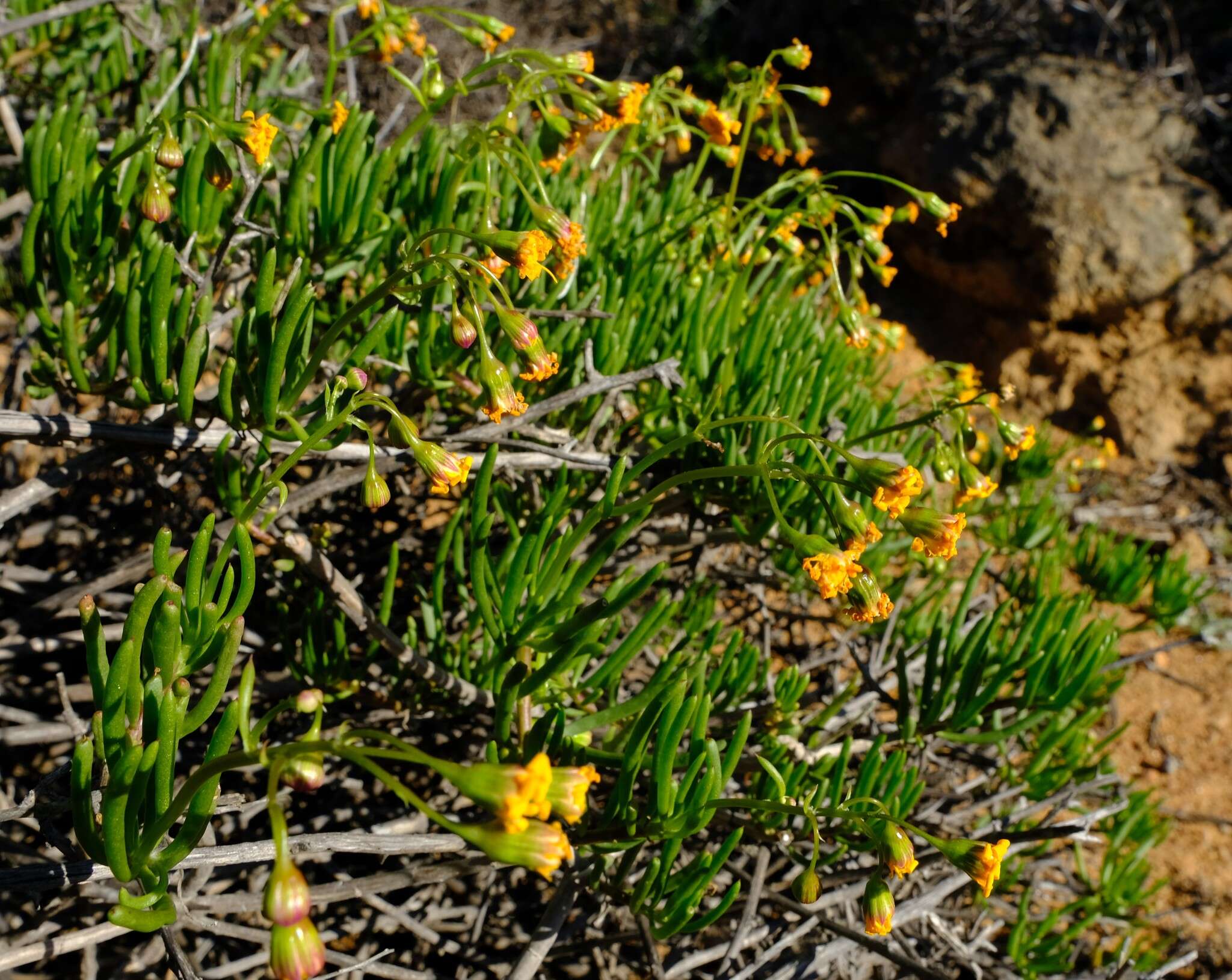 Image de Crassothonna floribunda (Schltr.) B. Nord.