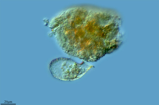 Image of <i>Campascus minutus</i>