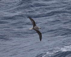 Image of White-headed Petrel