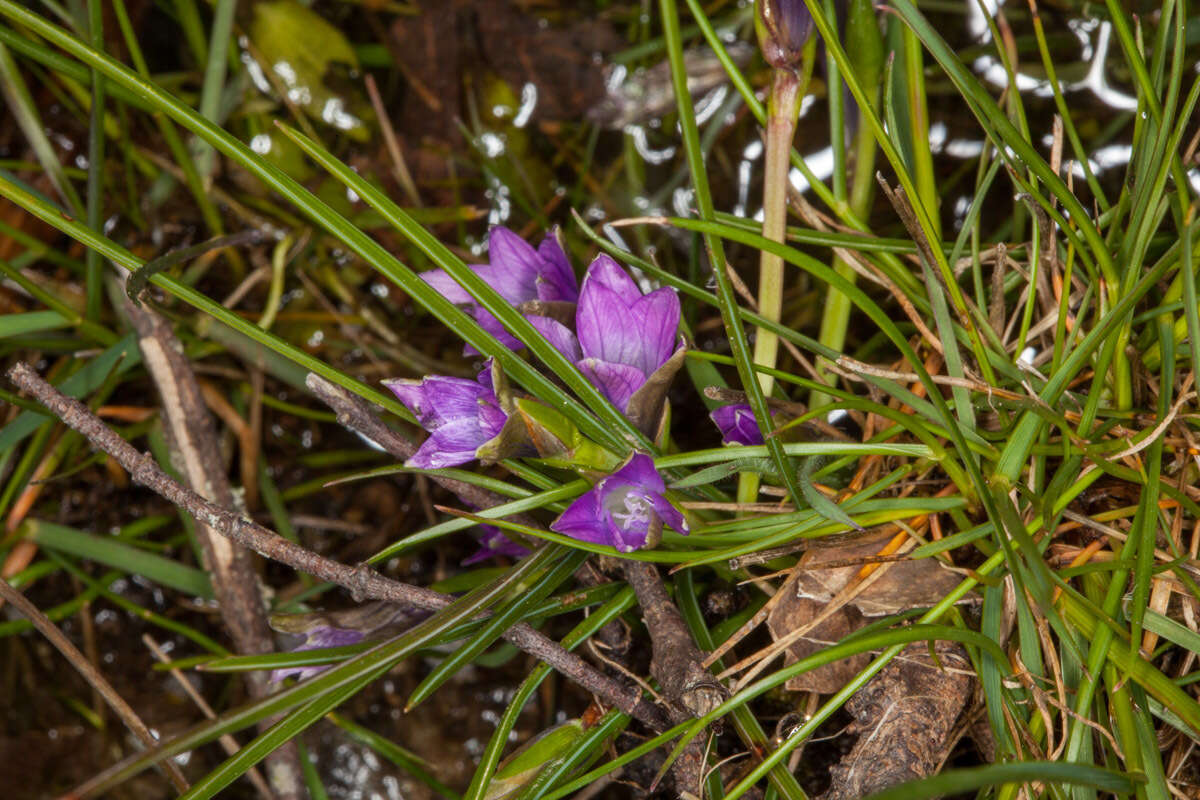 Image of Romulea ligustica Parl.