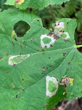 Phyllonorycter lucetiella (Clemens 1859)的圖片