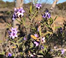 Image of Halgania andromedifolia Behr & F. Müll. ex F. Müll.