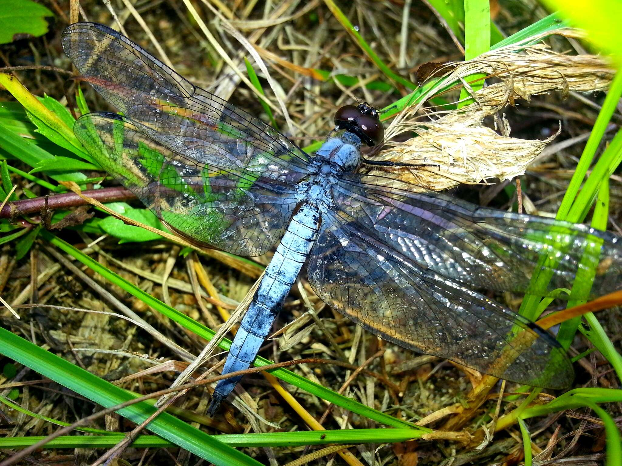 Imagem de Deielia phaon (Selys 1883)