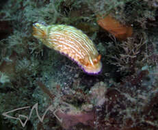 Image of Hypselodoris katherinae Gosliner & R. F. Johnson 2018