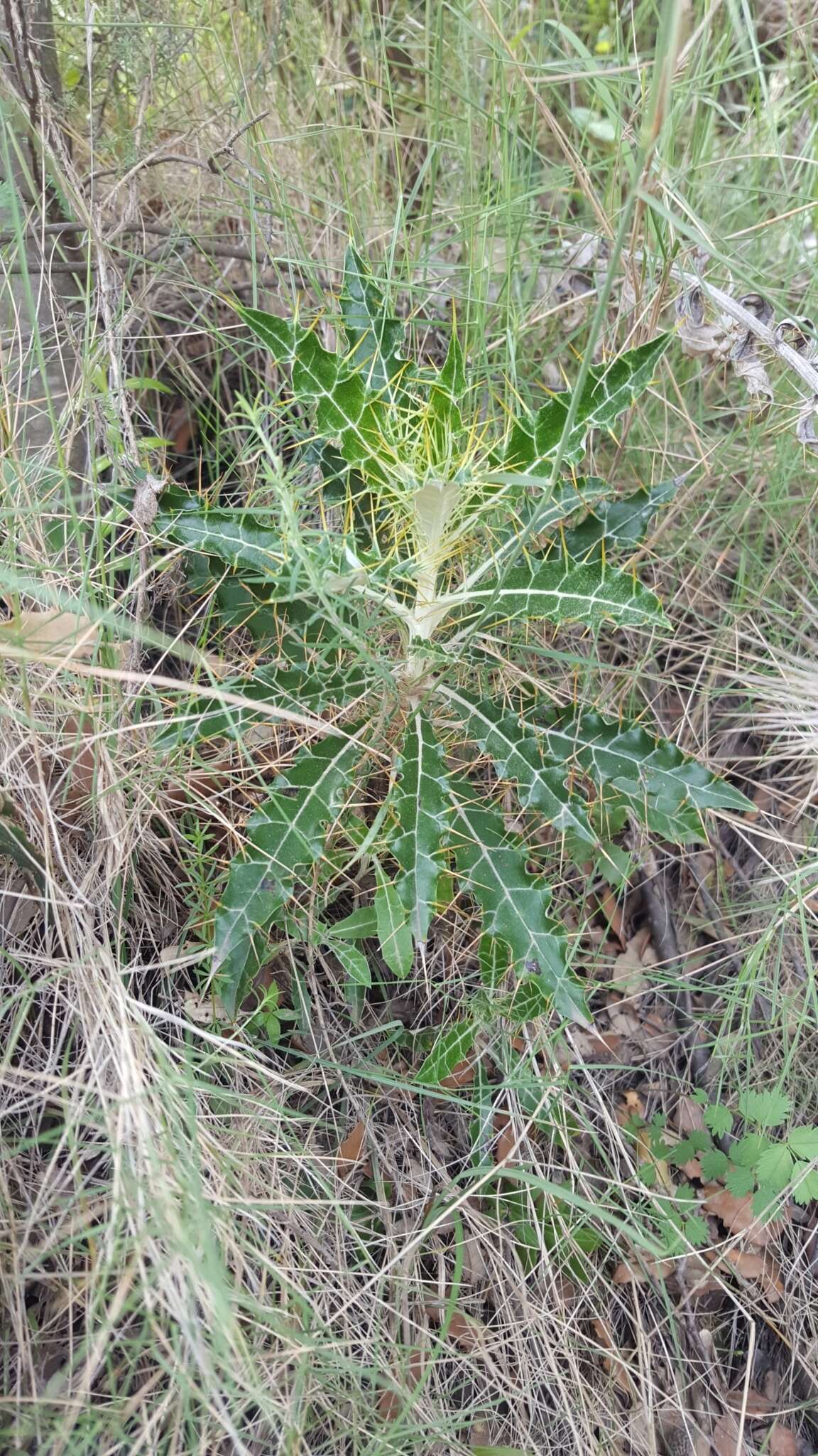 Image de Ptilostemon hispanicus (Lam.) W. Greuter