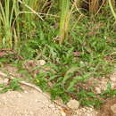 Image of Persicaria ferruginea (Wedd.) Sojak