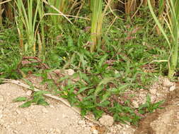 Image of Persicaria ferruginea (Wedd.) Sojak