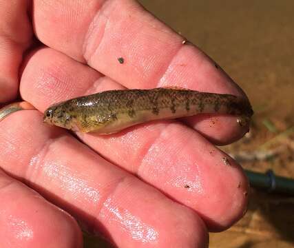 Image de Etheostoma tallapoosae Suttkus & Etnier 1991