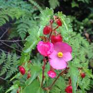 Image of Begonia gracilis Kunth