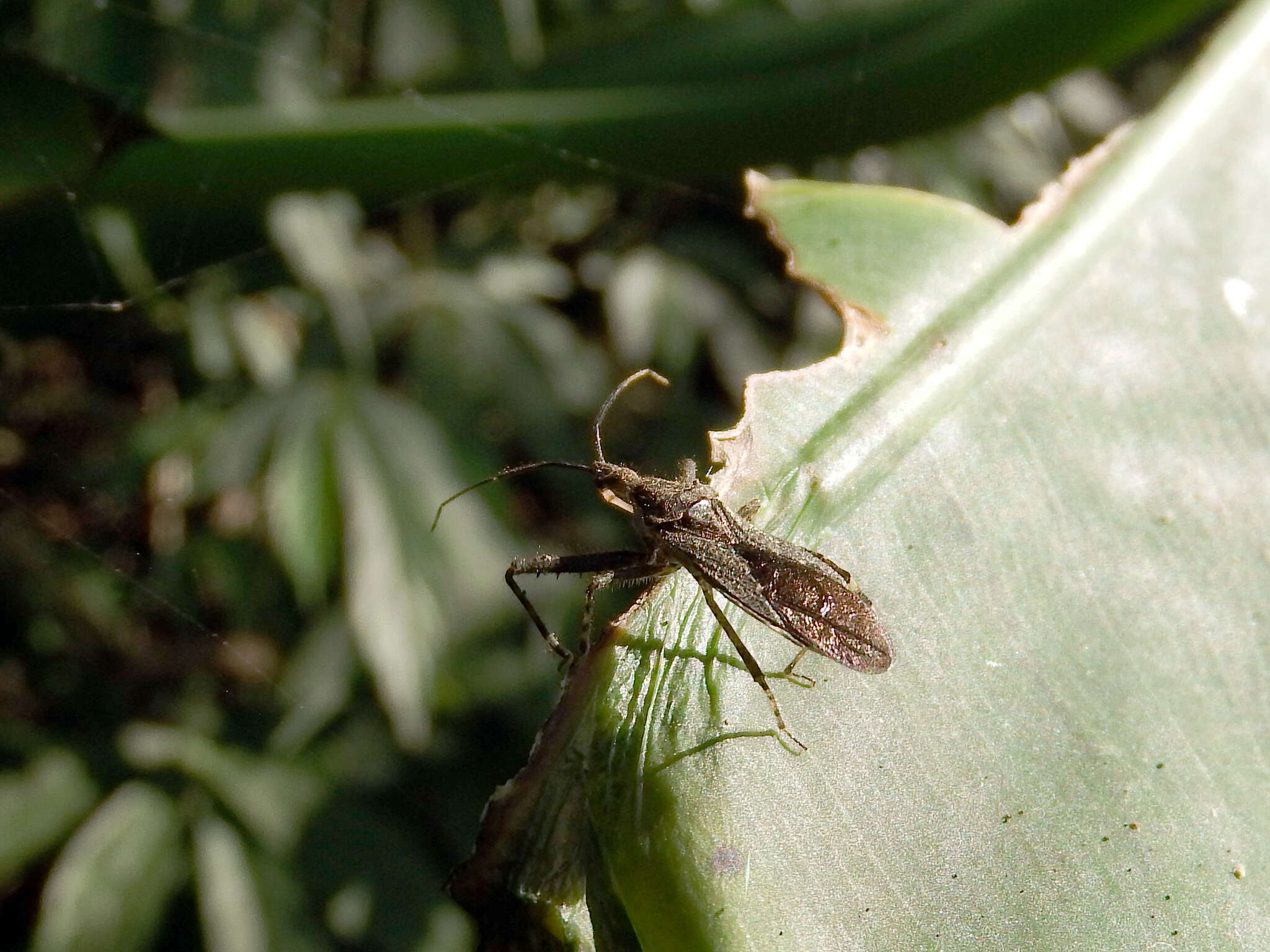 Imagem de Tapirocoris annulatus Hsiao & Ren 1981