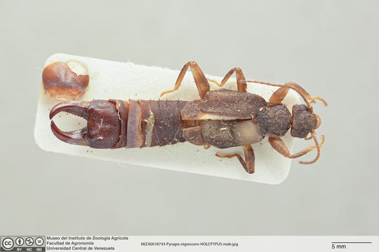 Image of <i>Pyragra nigrescens</i> Brindle 1977