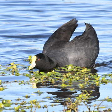 Image of White-winged Coot