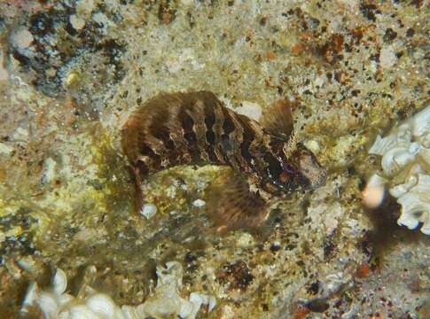 Image of Tompot Blenny