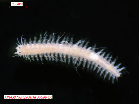 Image of <i>Micropodarke dubia</i> (Hessle 1925)