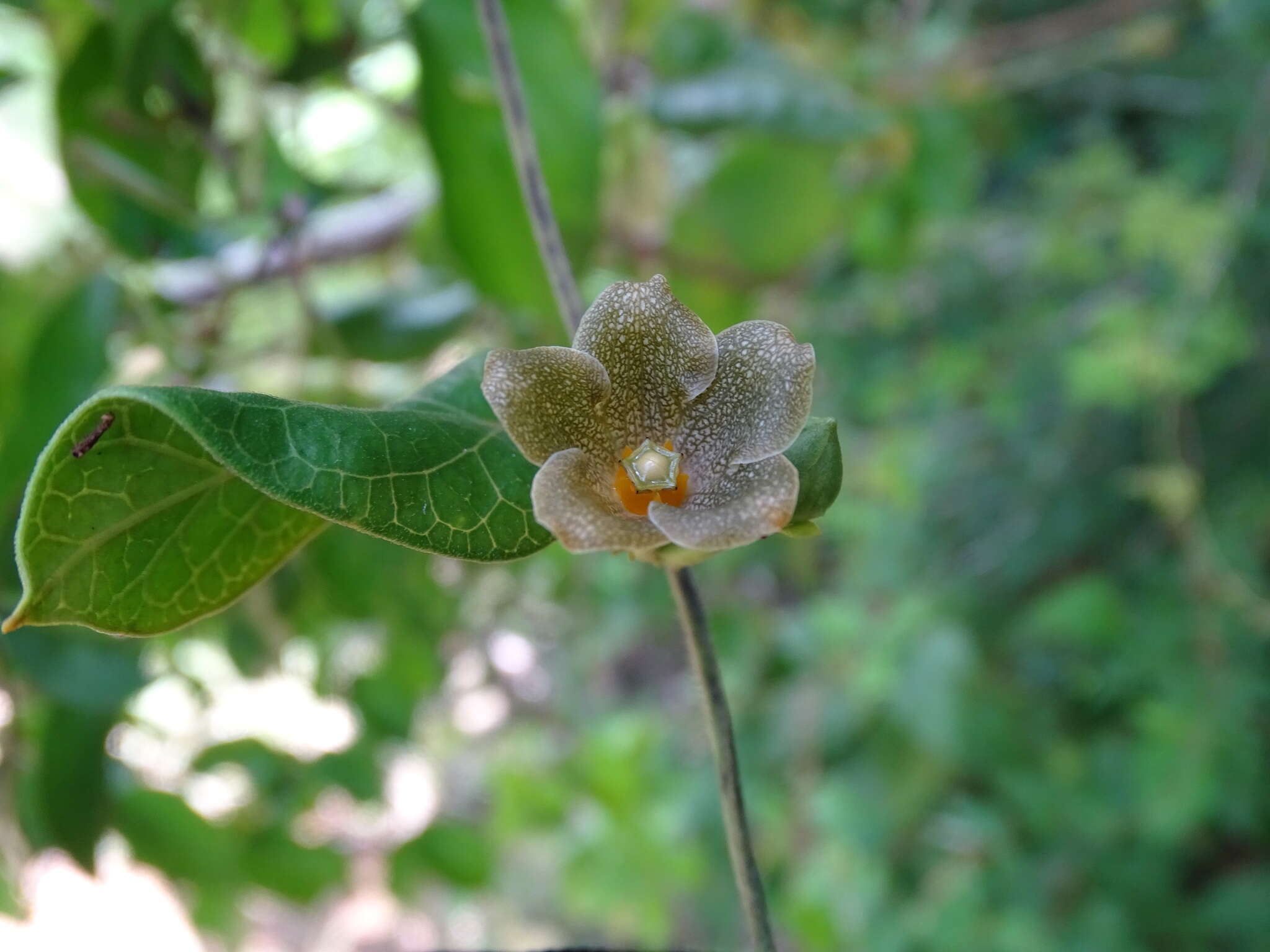 Image of Matelea crassifolia (Standl.) R. E. Woodson