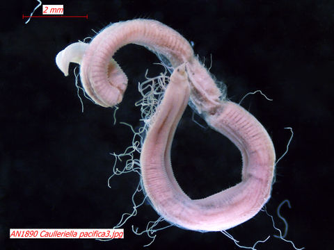 Image of <i>Caulleriella pacifica</i> E. Berkeley 1929