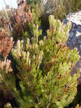 Image of Leucadendron comosum subsp. comosum