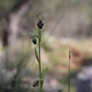 Image of Ophrys sphegodes var. argentaria (Devillers-Tersch. & Devillers) Faurh.