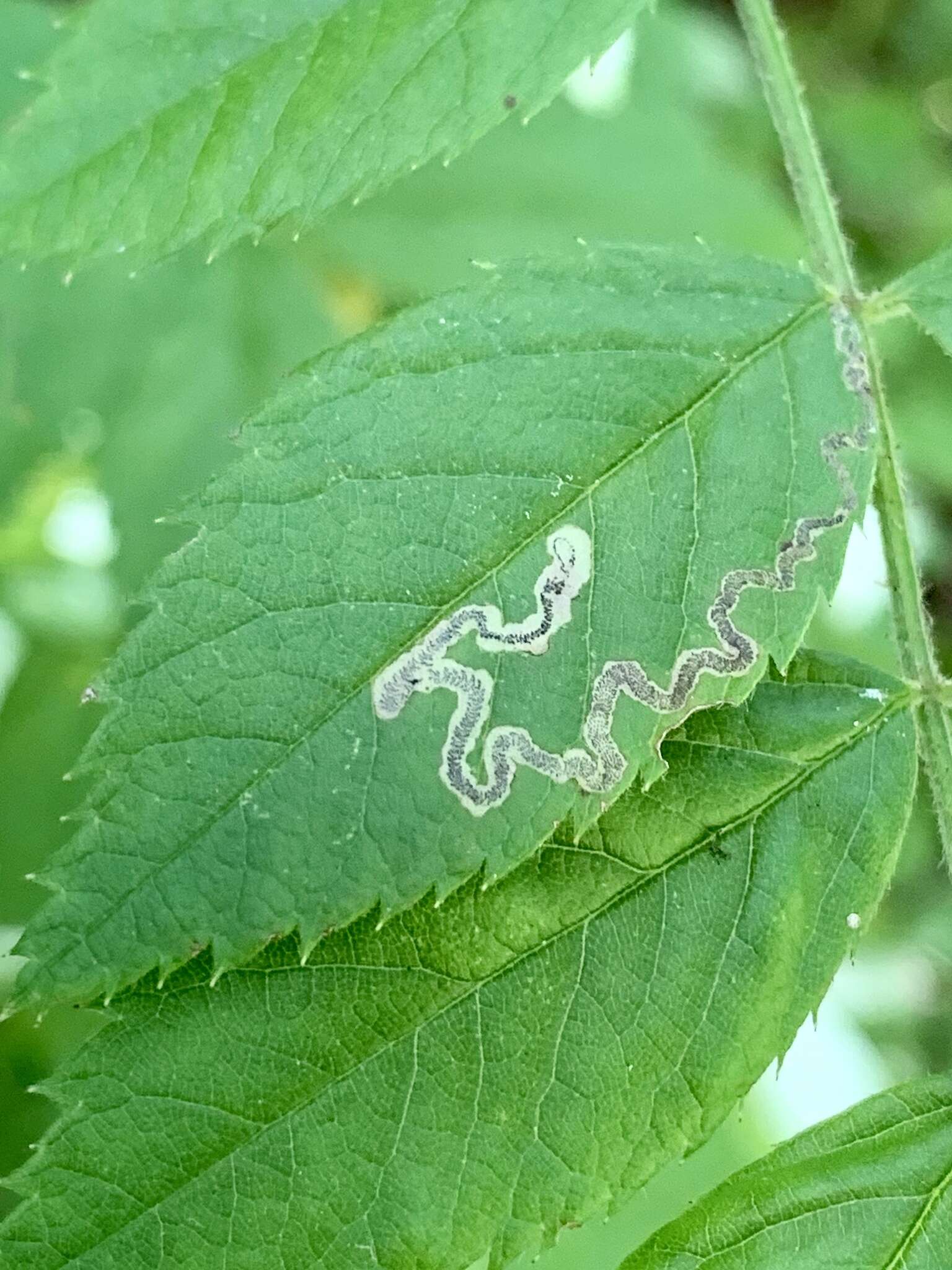 Image of Stigmella rosaefoliella (Clemens 1861) Wilkinson et al. 1979