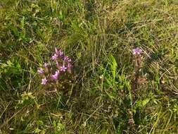 Imagem de Gentianella anisodonta (Borbás) A. & D. Löve