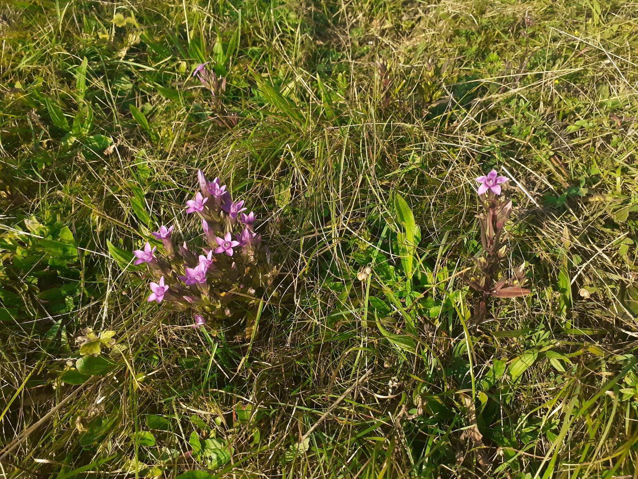 Imagem de Gentianella anisodonta (Borbás) A. & D. Löve