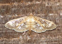 Image of Zigzag Herpetogramma