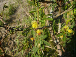 Image of Mimosa bonplandii Benth.