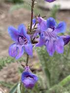 Image of smoothleaf beardtongue