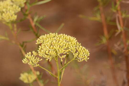 Cassinia diminuta Orchard resmi