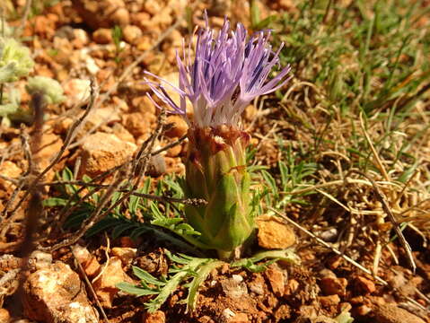 Image of Carduncellus mitissimus (L.) DC.