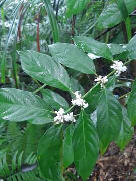 Image of Lasianthus fordii Hance