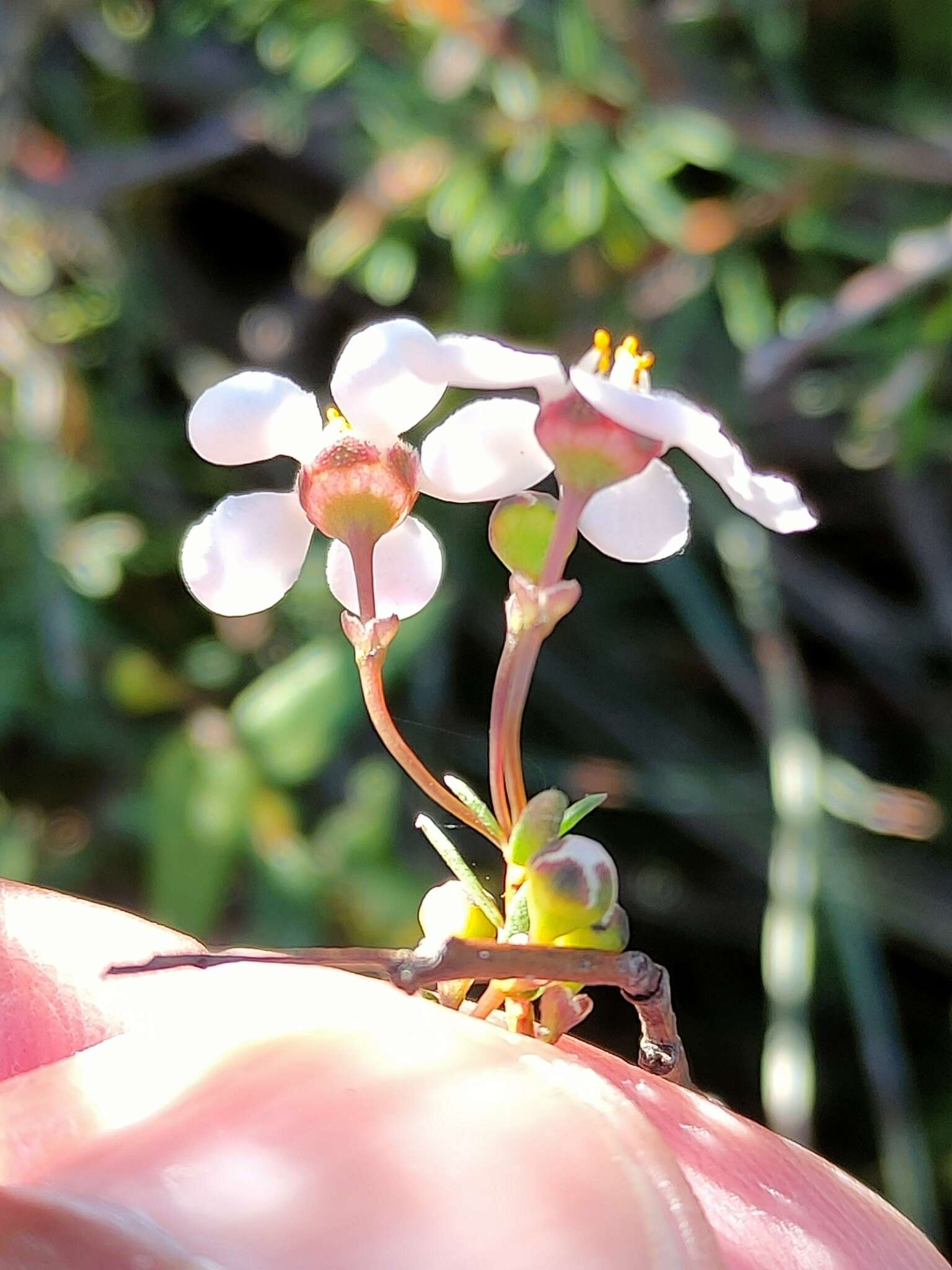 Image of Euryomyrtus ramosissima subsp. ramosissima