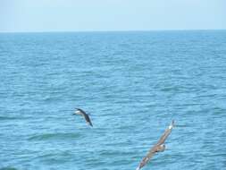 Image of Atlantic Yellow-nosed Albatross