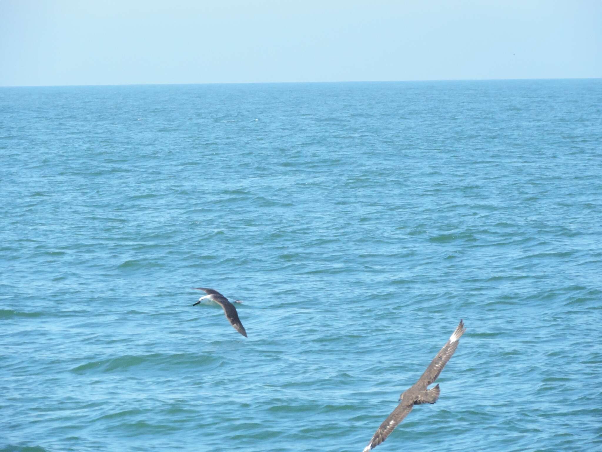 Image of Atlantic Yellow-nosed Albatross