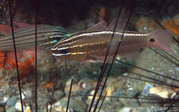 Image of Cardinal fish