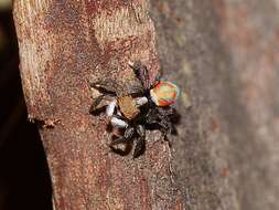 Image of Peacock spider