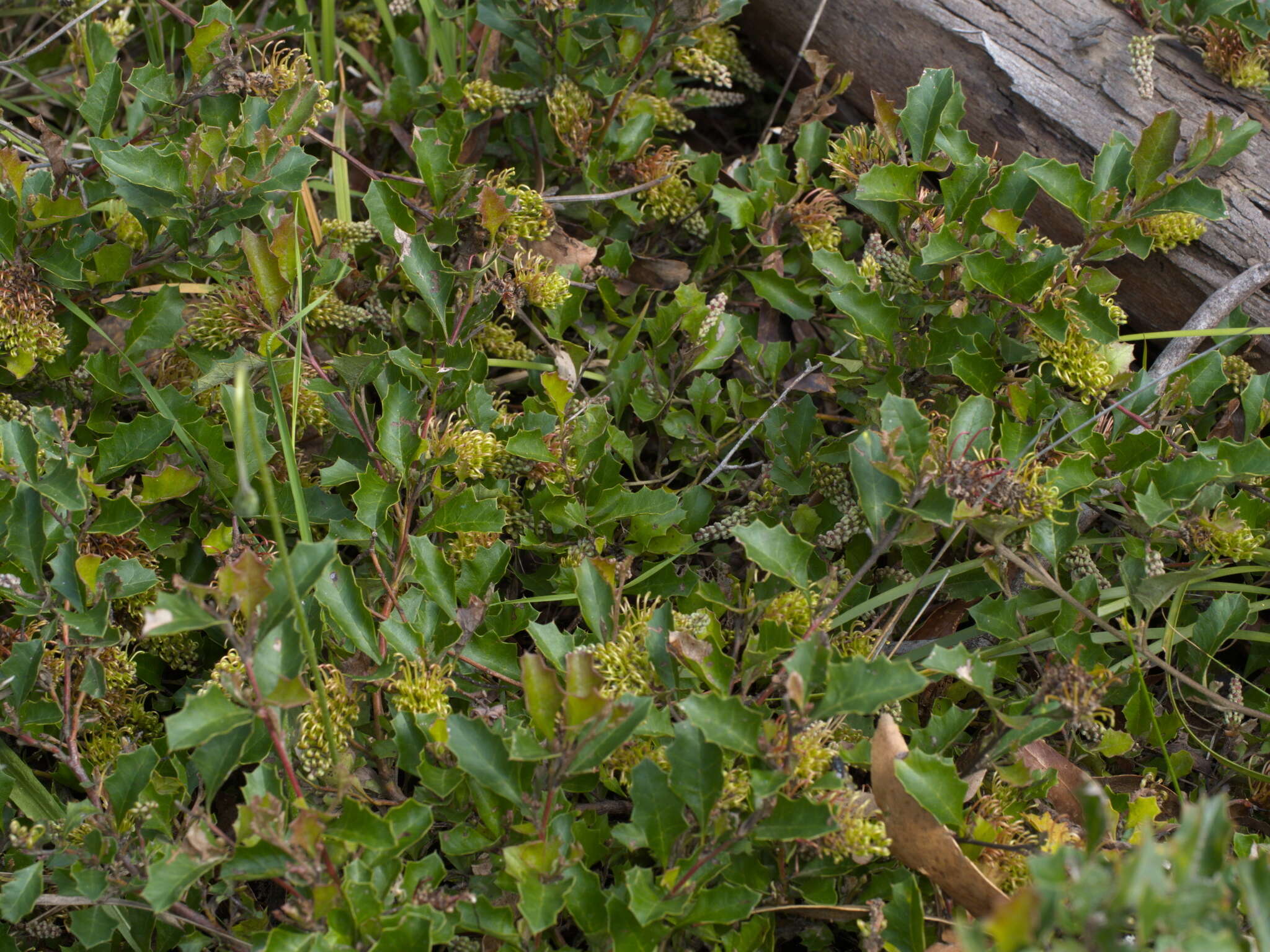 Image of Grevillea bedggoodiana J. H. Willis ex Mc Gill.